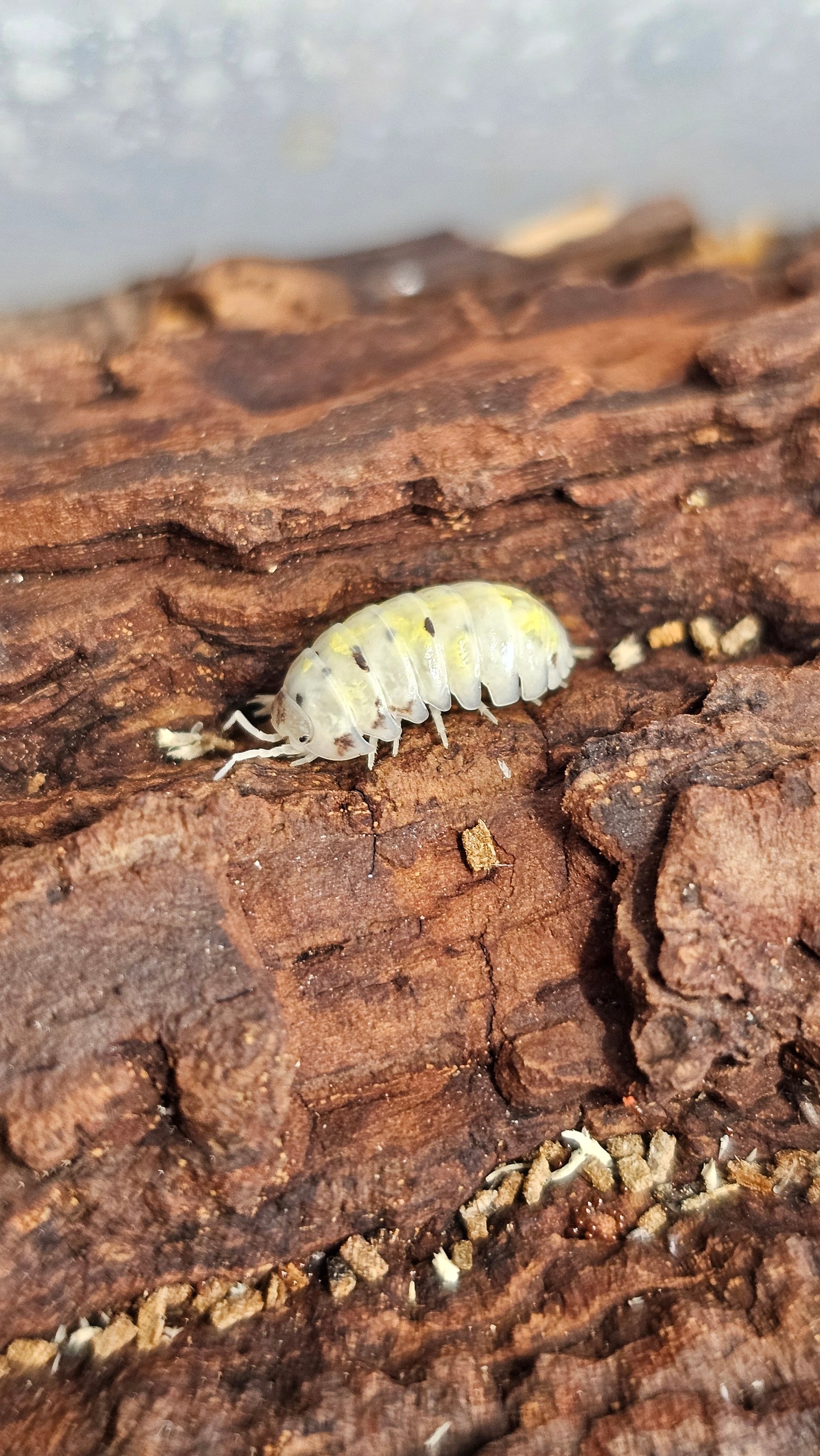 Armadillidium Vulgare Magic Potion
