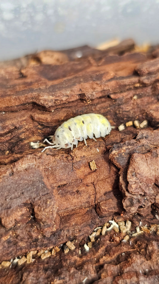 Armadillidium Vulgare Magic Potion