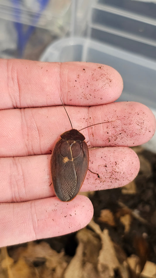 Ergaula sp. 'Borneo' (previously mislabeled as 'pilosa')