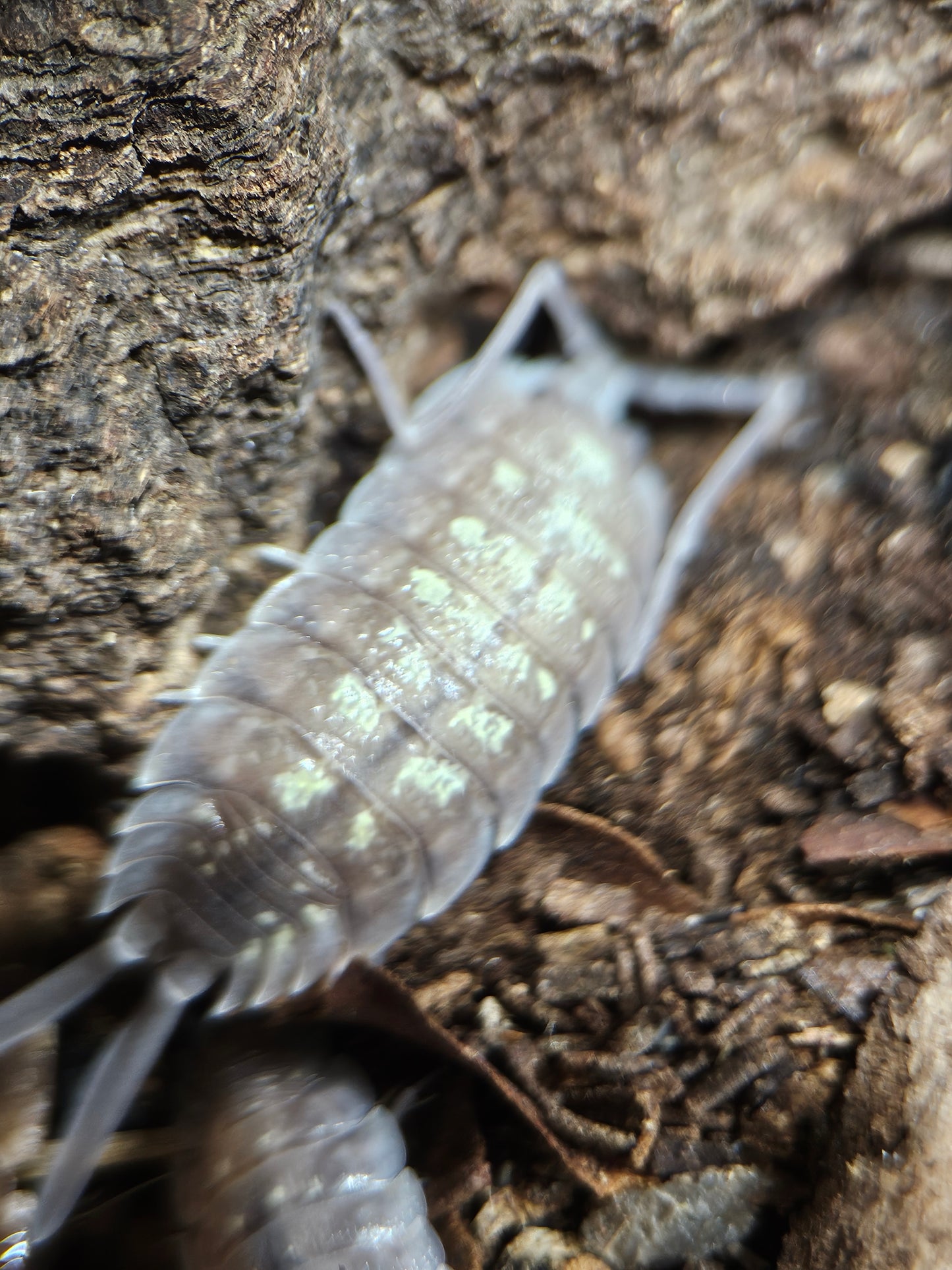 Porcellio nicklesi tang