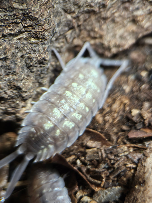 Porcellio nicklesi tang