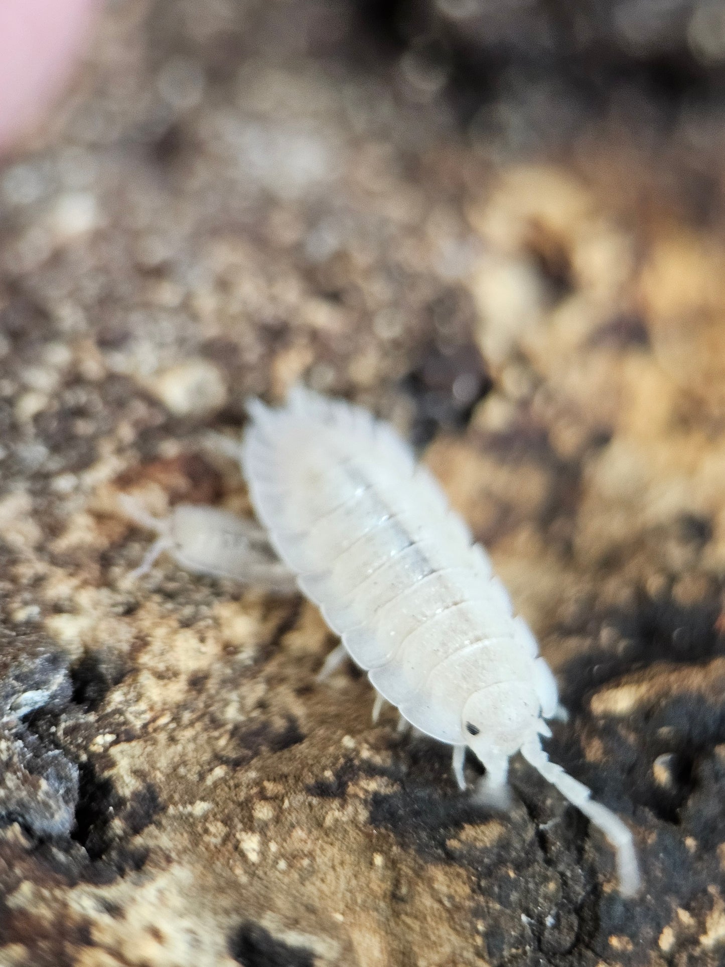 Porcellio baeticensis white
