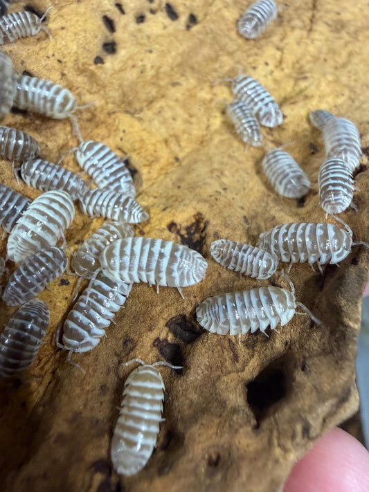 Armadillidium Maculatum Chocolate Zebra