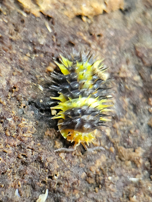 Laureola Lemon spikey