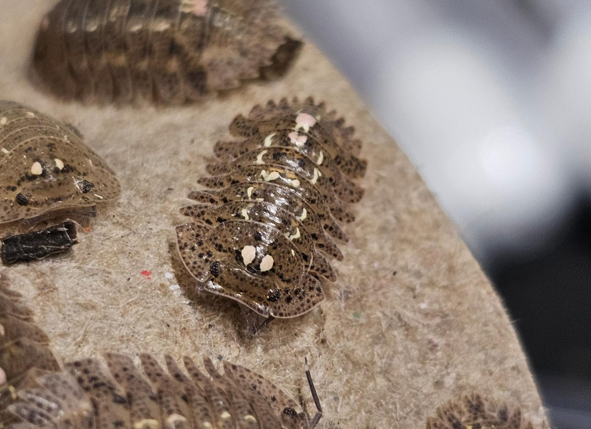 Armadillidae stellefira