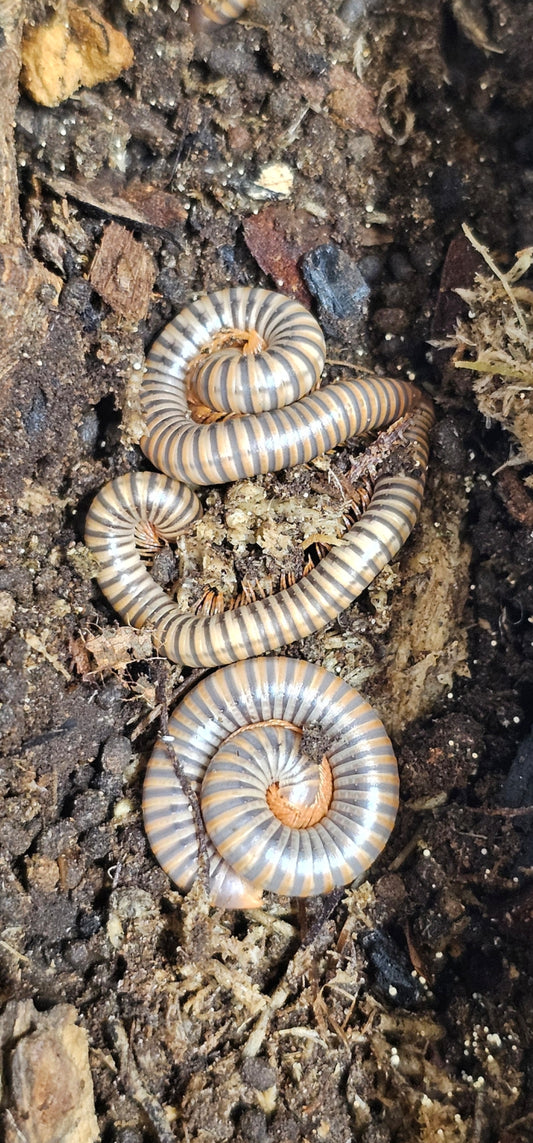 Thai Rainbow Millipede