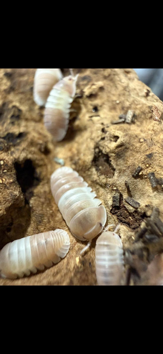 Cubaris sp Pink Panda