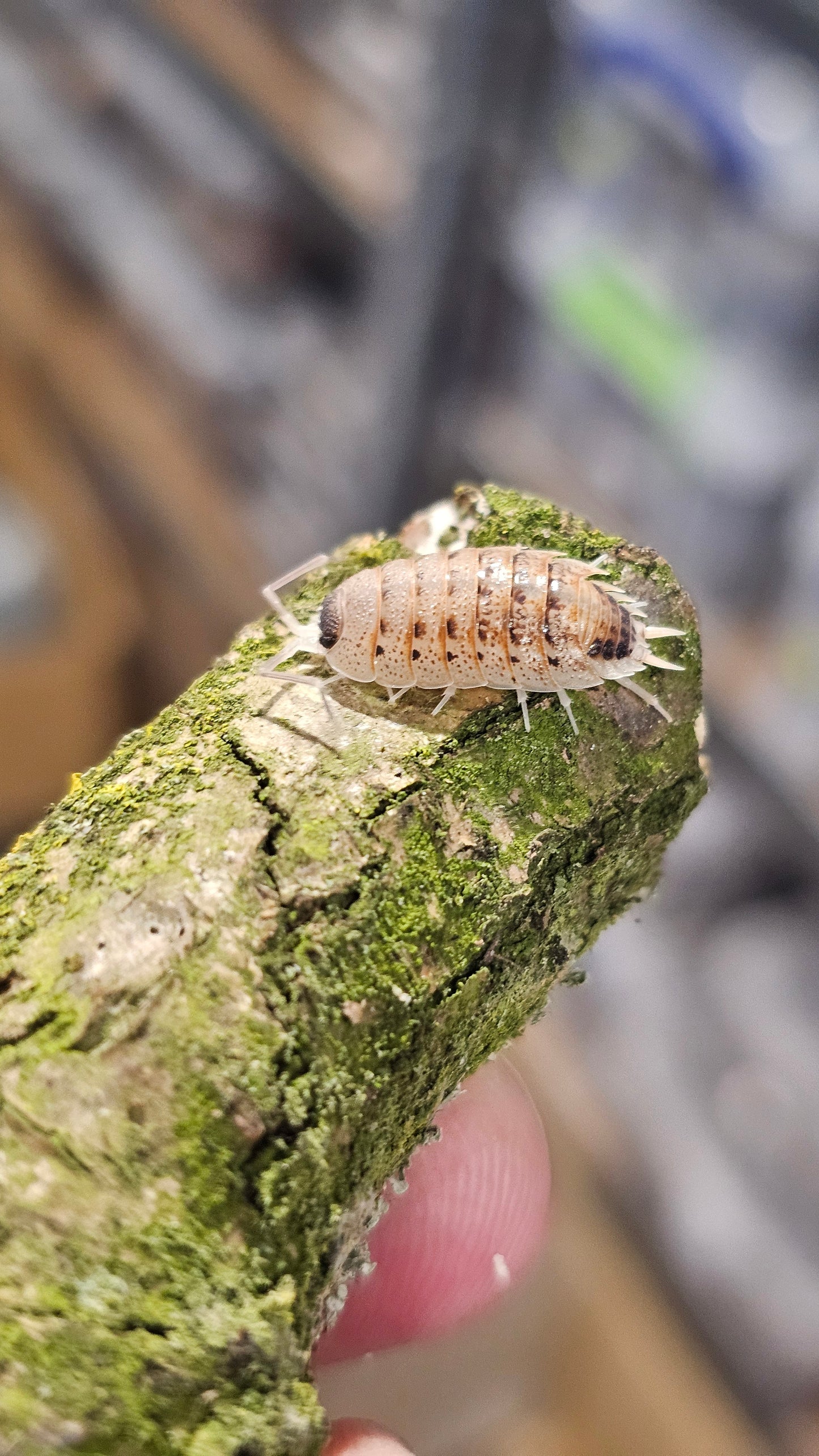 Porcellio nicklesi rubivan