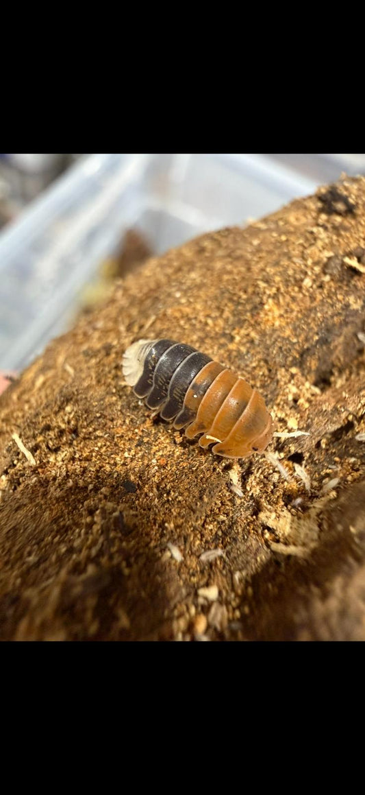 Cubaris sp Daxin Tricolour