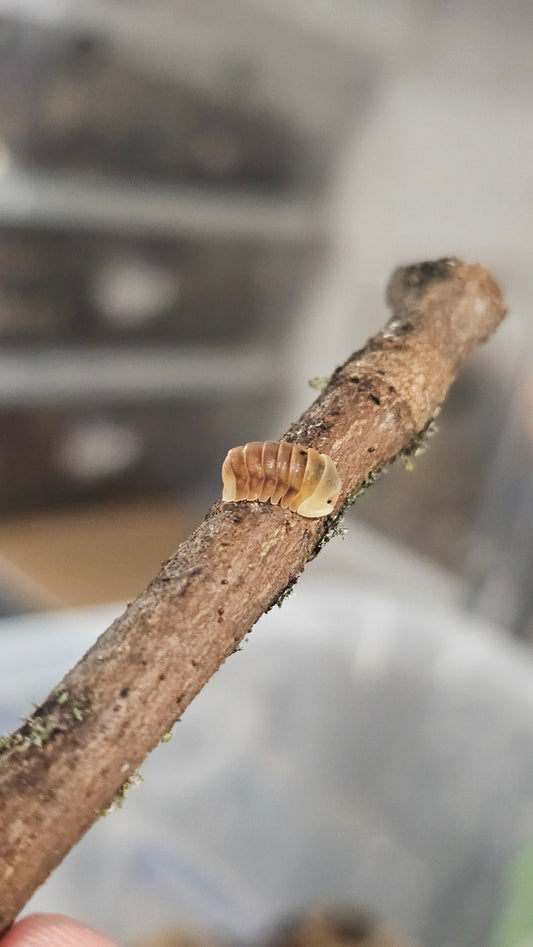 Cubaris sp rubber ducky blonde