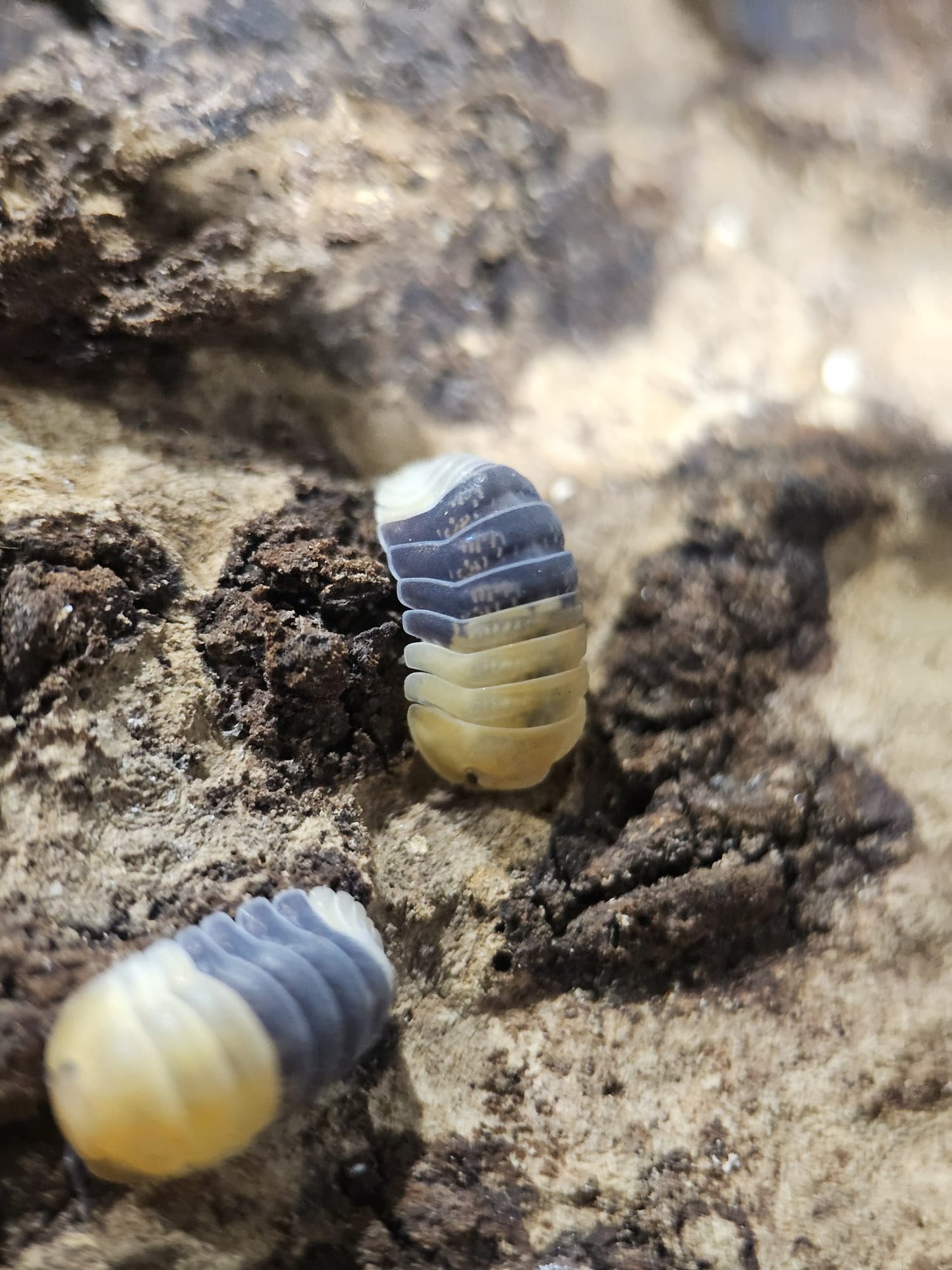 Cubaris sp rubber bee