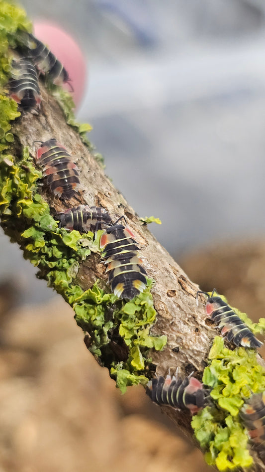 Ardentiella Pastel Aurora