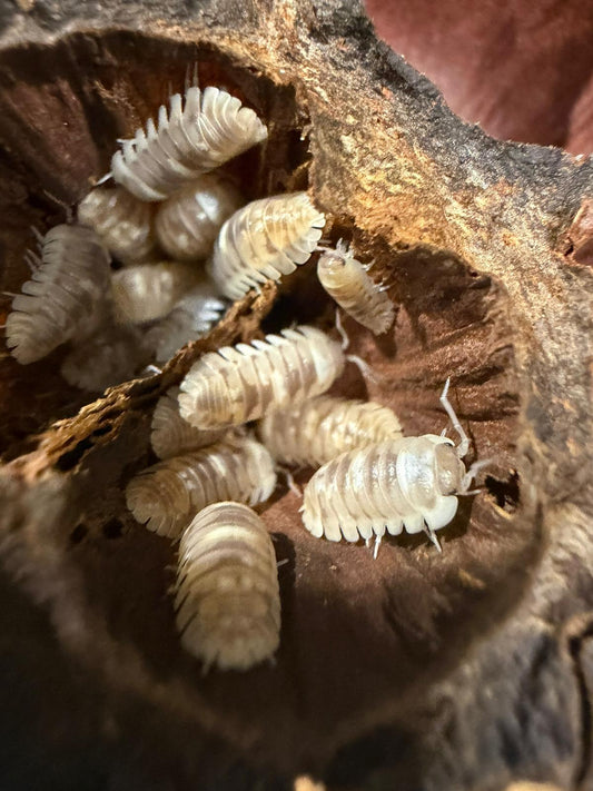 Armadillidium Espanoyl Marbleized