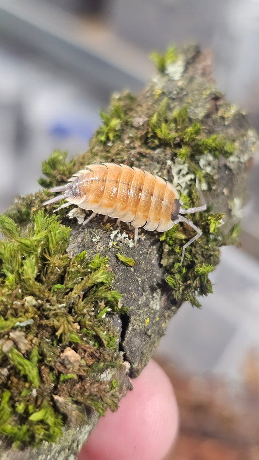 Porcellio silvestri