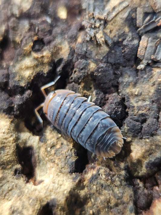 Sinodillo sp vietnam