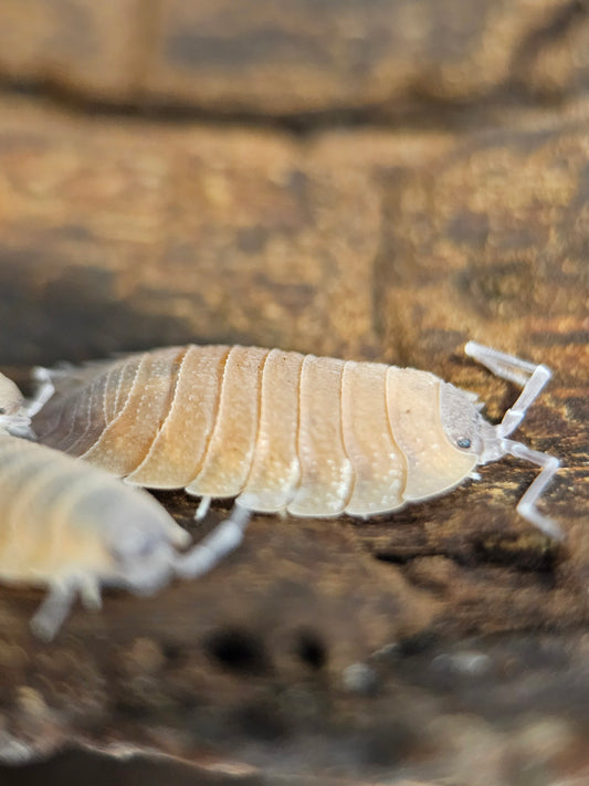Porcellio baeticensis Naranjito