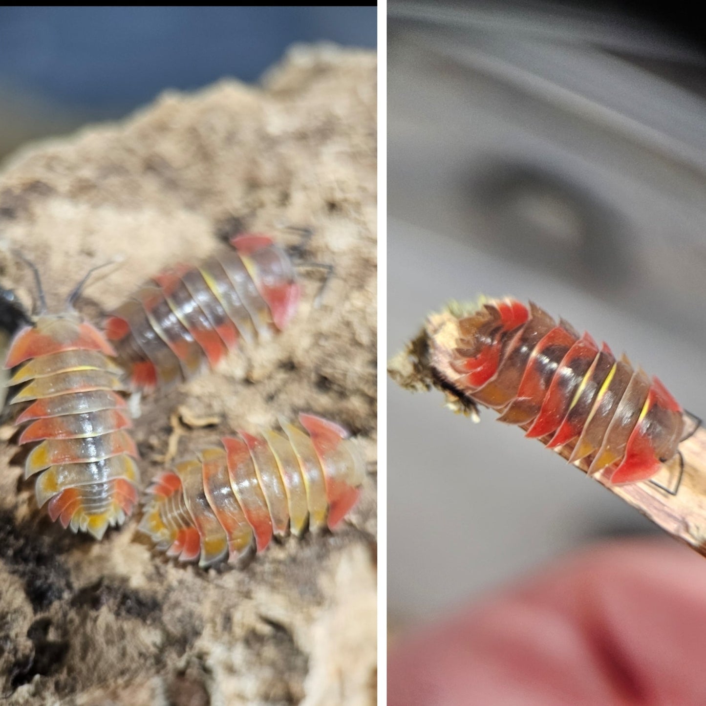 Ardentiella Aurora