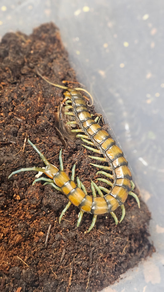 Scolopendra subspinipes
Mint Leg Centipede