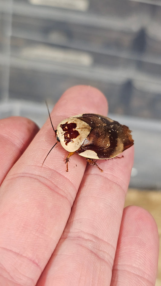 Gyna Centurio Centurion Porcelain Cockroach