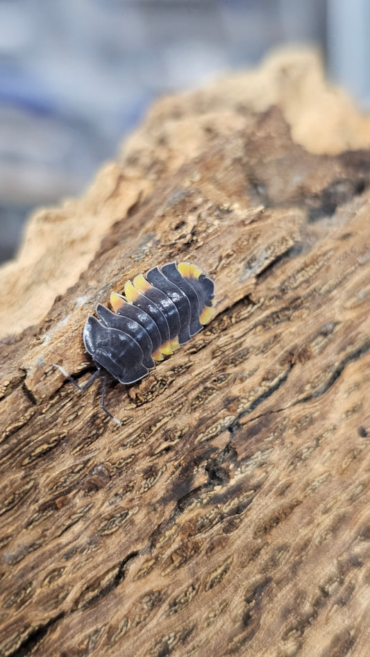 Ardentiella lava yellow