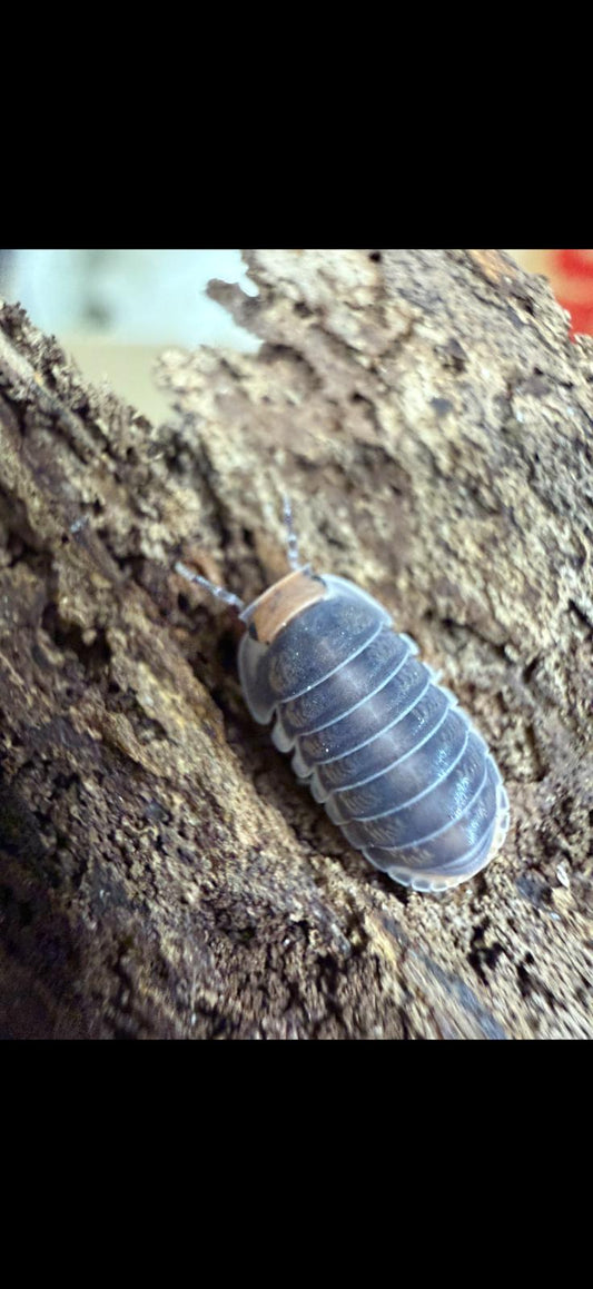 Cubaris sp Pak Chong