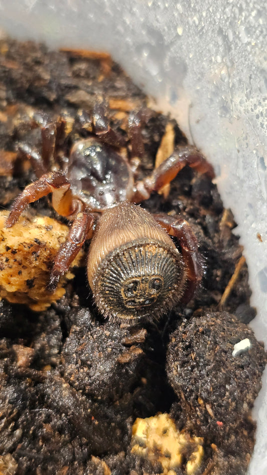 Cyclocosmia ricketti