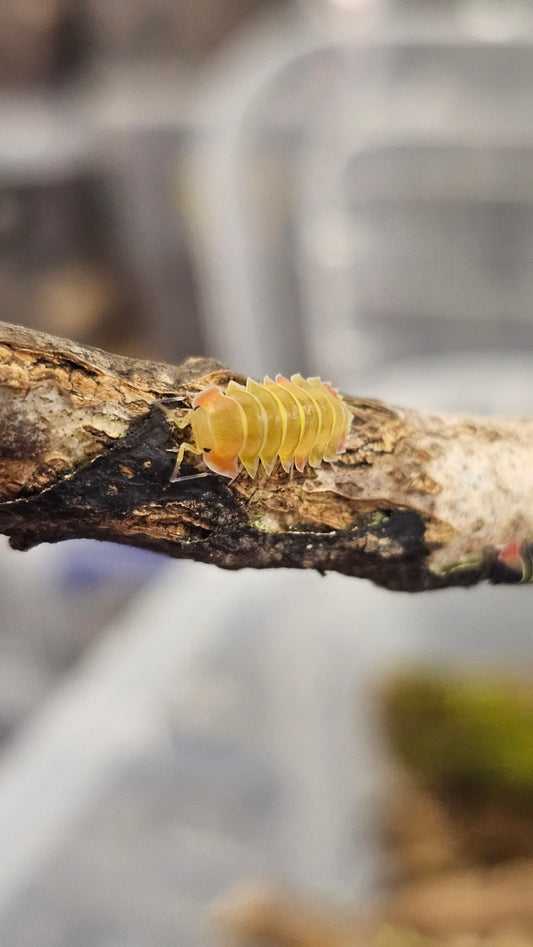 Ardentiella aurora yellow