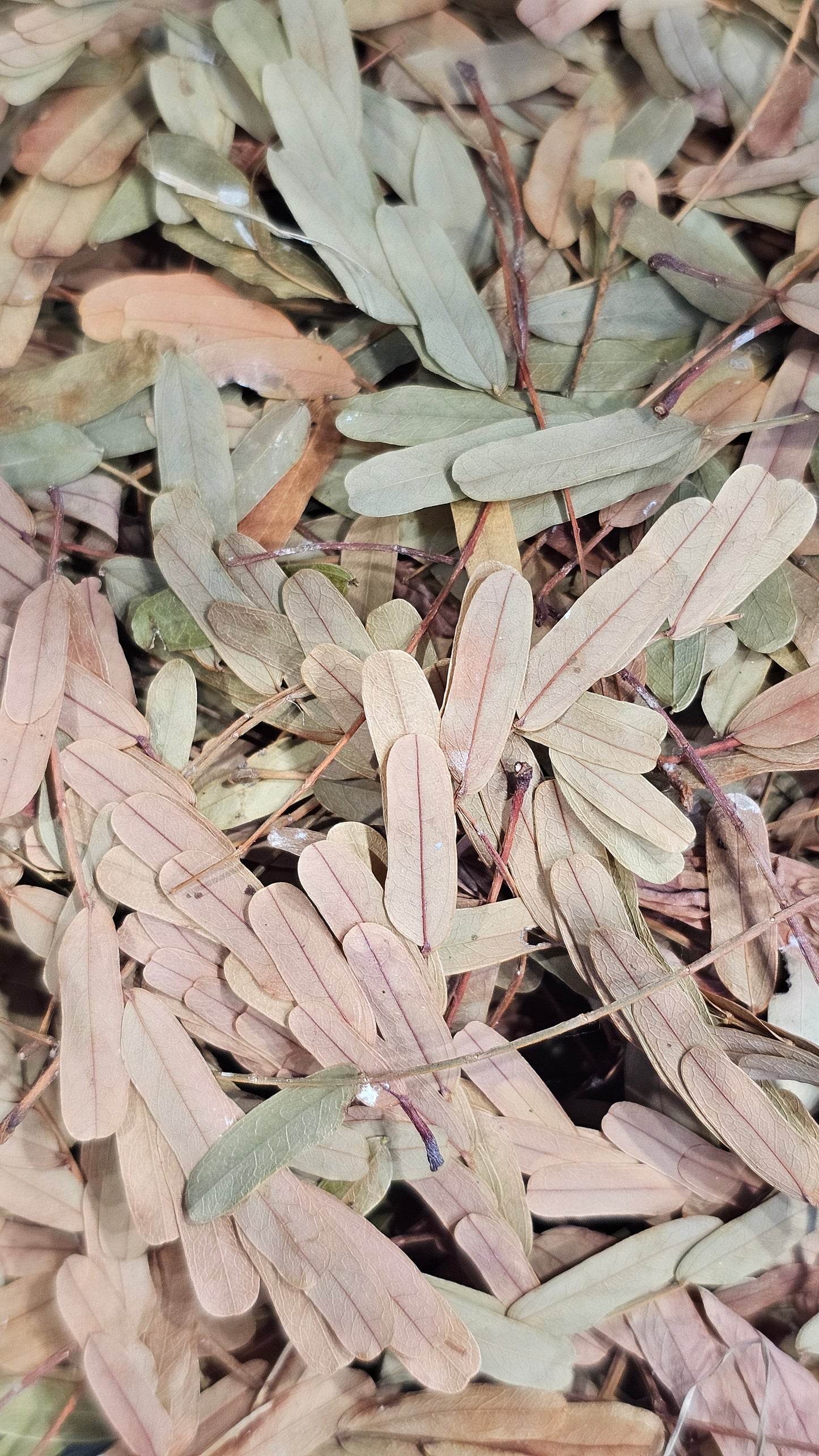 Tamarind leaves