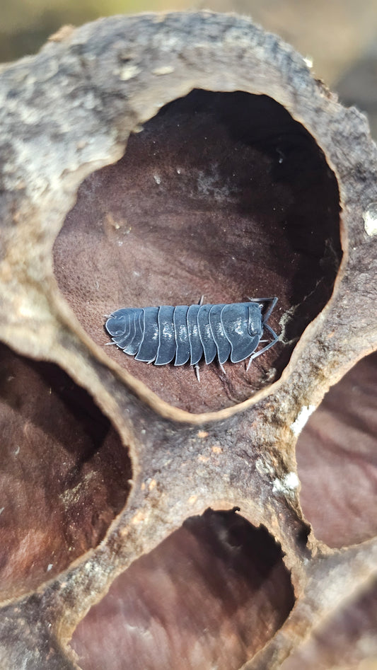 Ardentiella ember bee black morph