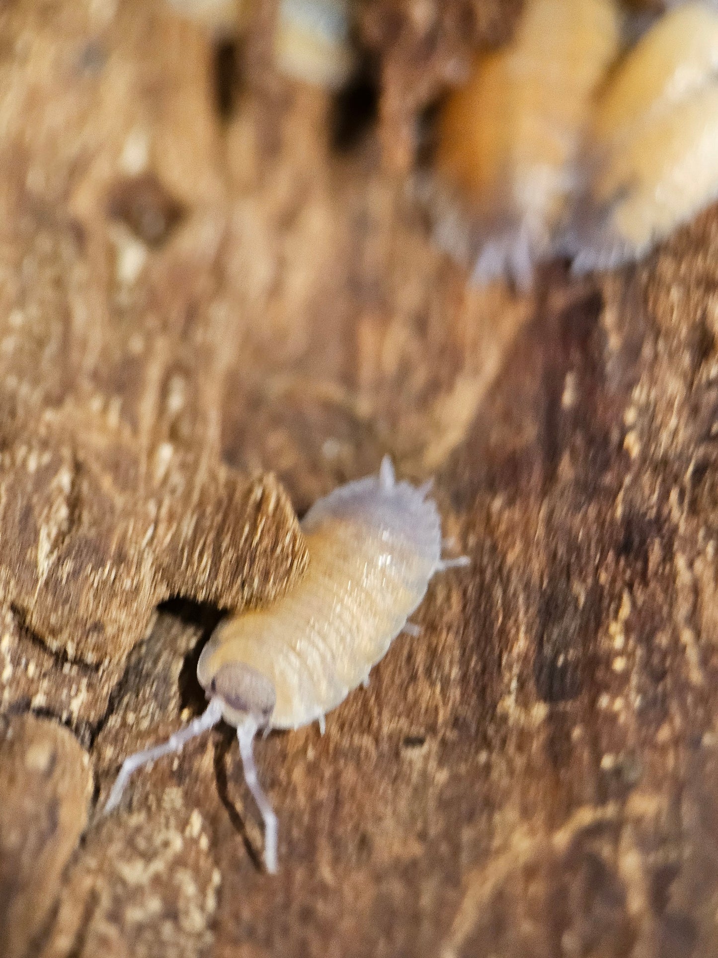 Porcellio baeticensis Naranjito
