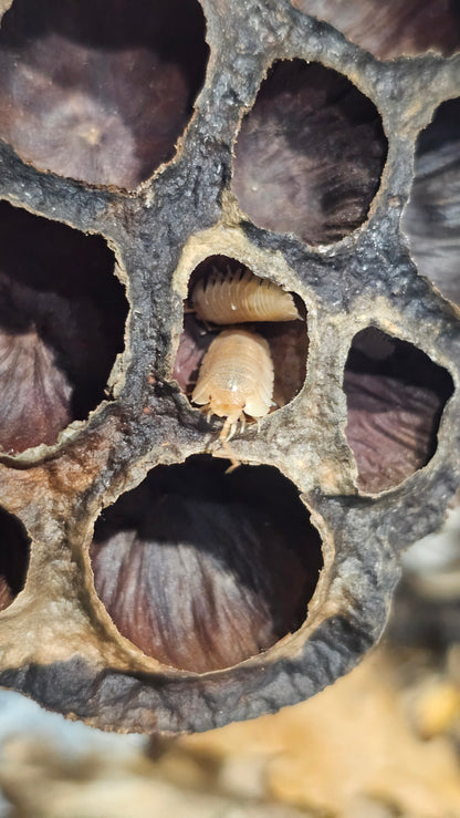 Armadillidium pallasi orange