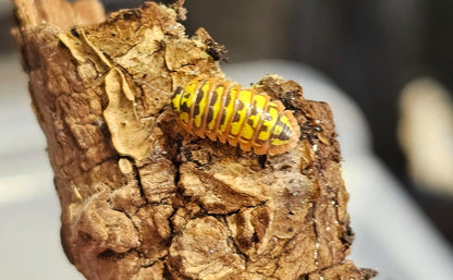 Armadillidium klugii yellow fellow