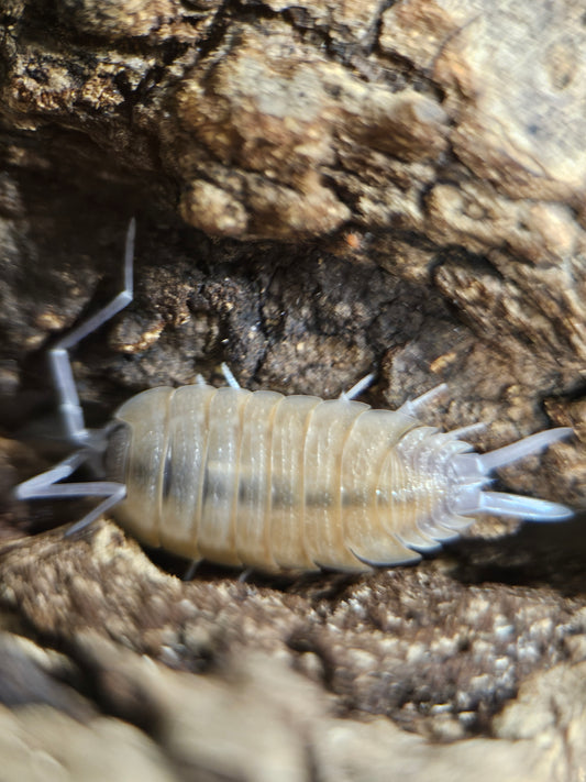 Porcellio nicklesi orange