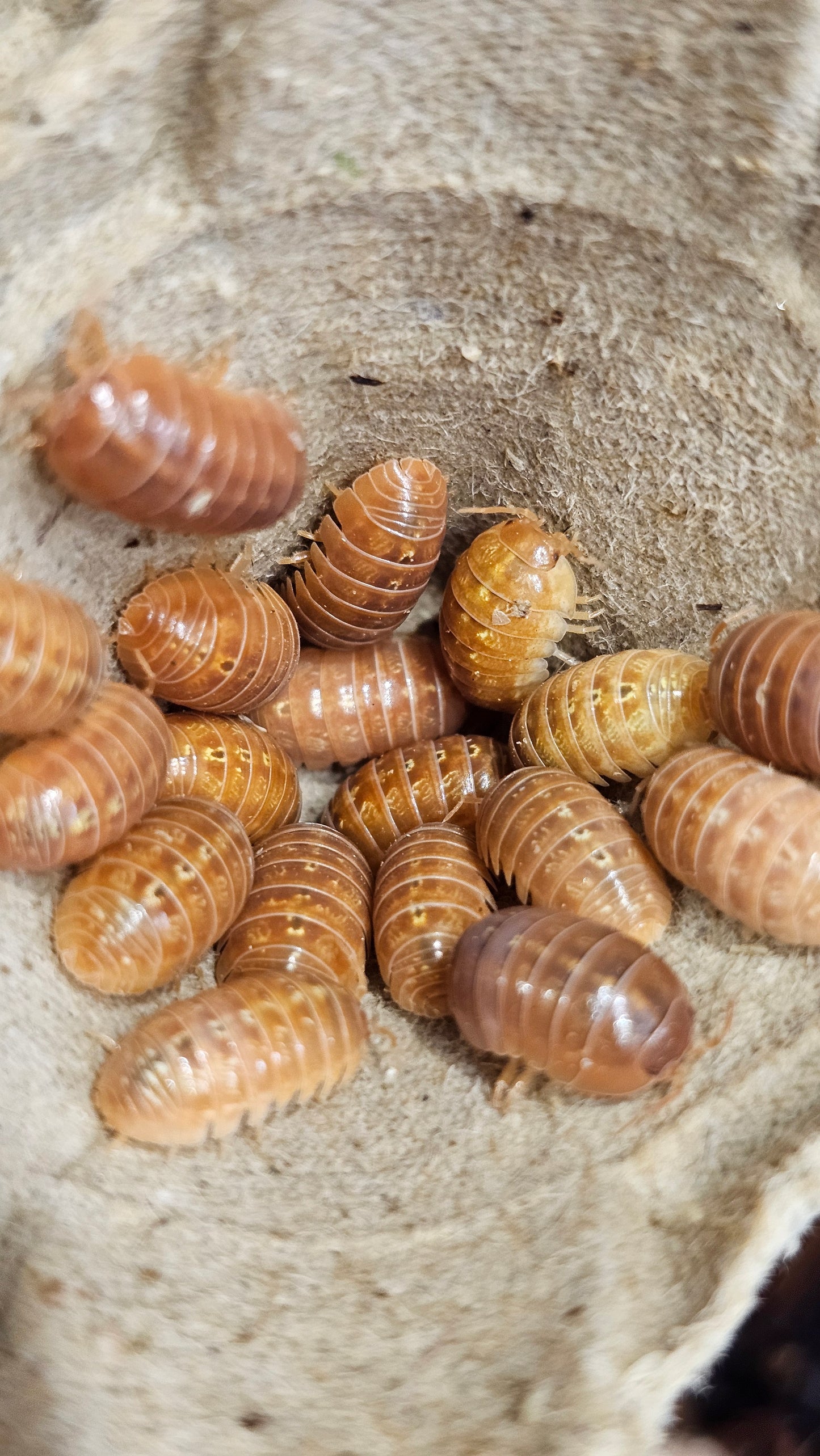Armadillidium Vulgare orange vigor