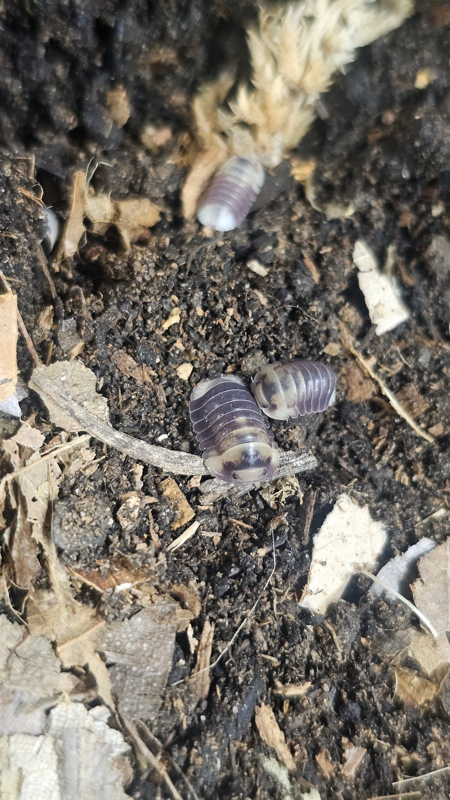 Cubaris emperor bee