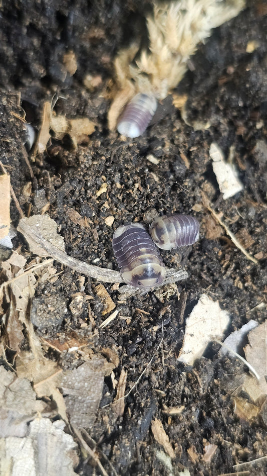 Cubaris emperor bee