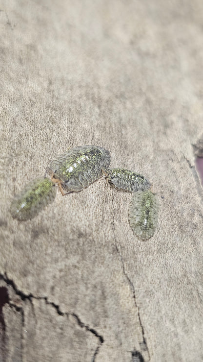 Troglodillo green spot