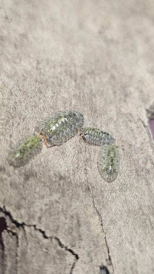 Troglodillo green spot