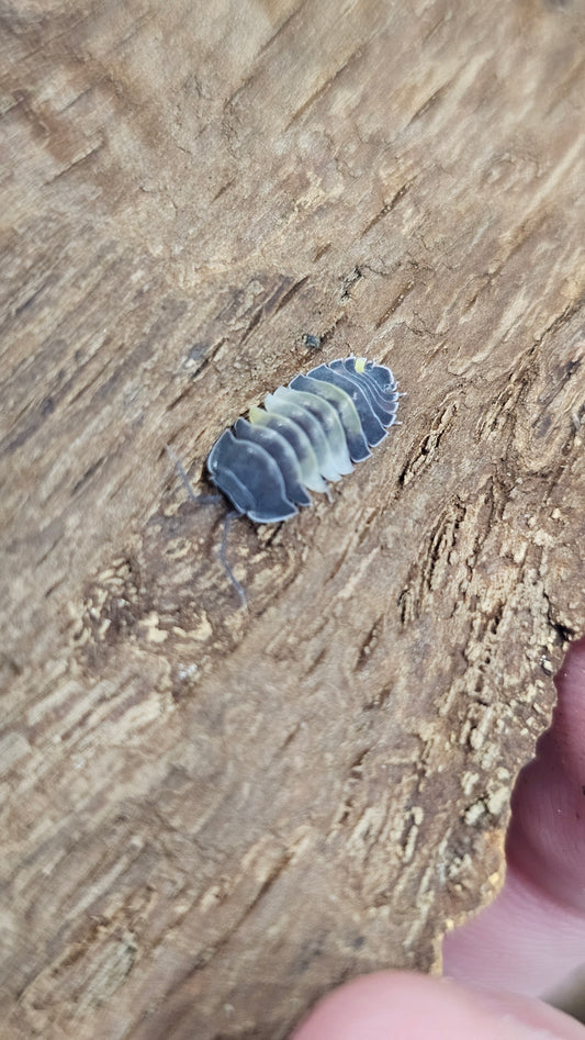 Ardentiella phantom pastel