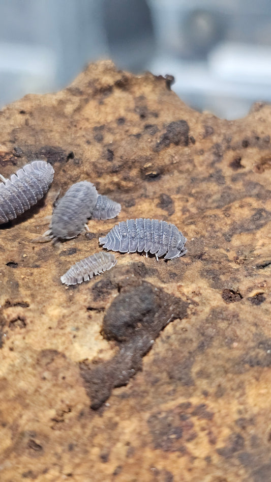 Armadillidium serratum