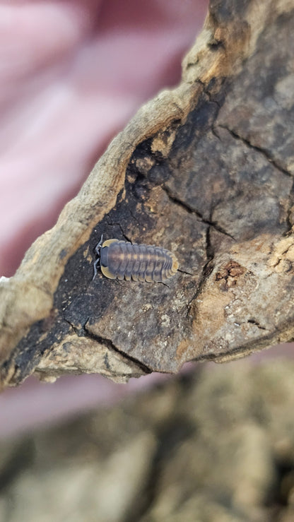 Cubaris sp red tiger