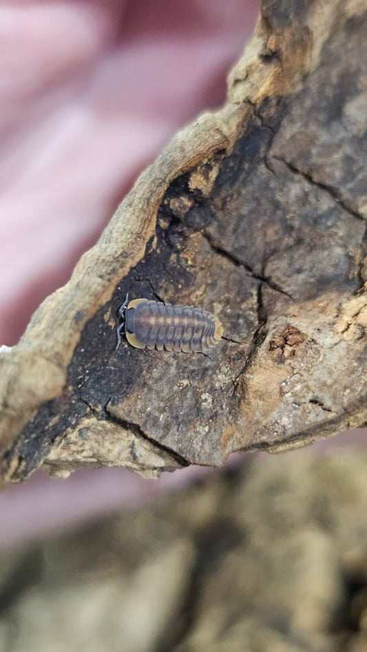 Cubaris sp red tiger