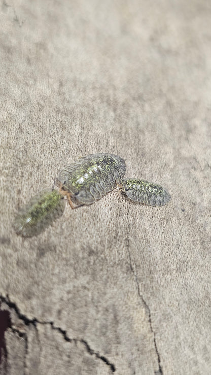 Troglodillo green spot