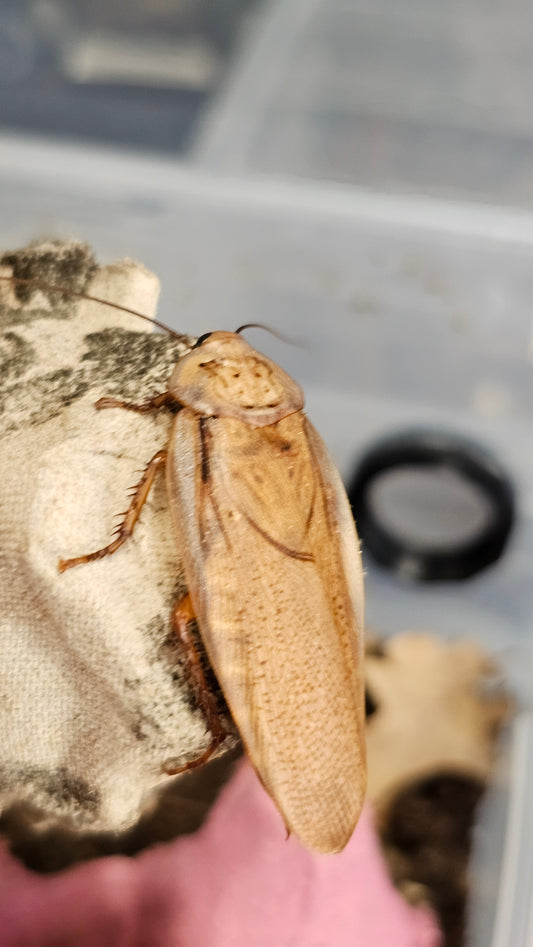 Rhyparobia maderae