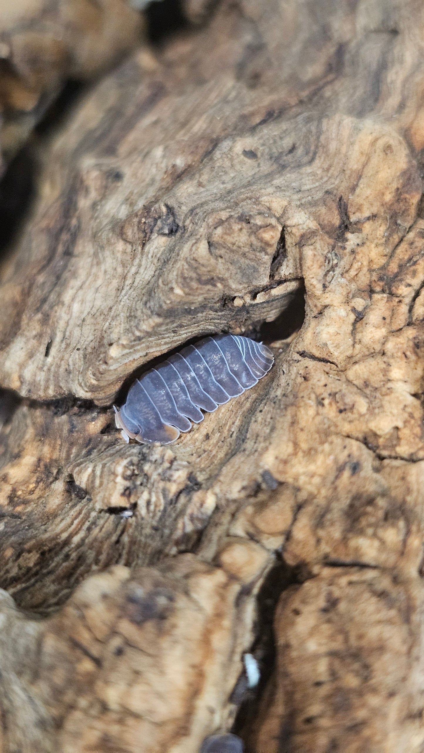 Cubaris sp piggy