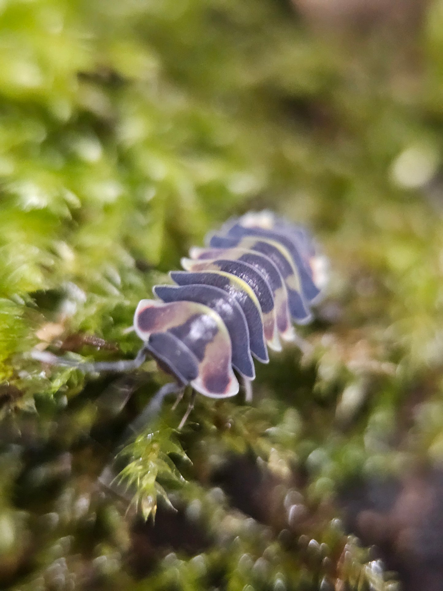 Ardentiella purple pastel