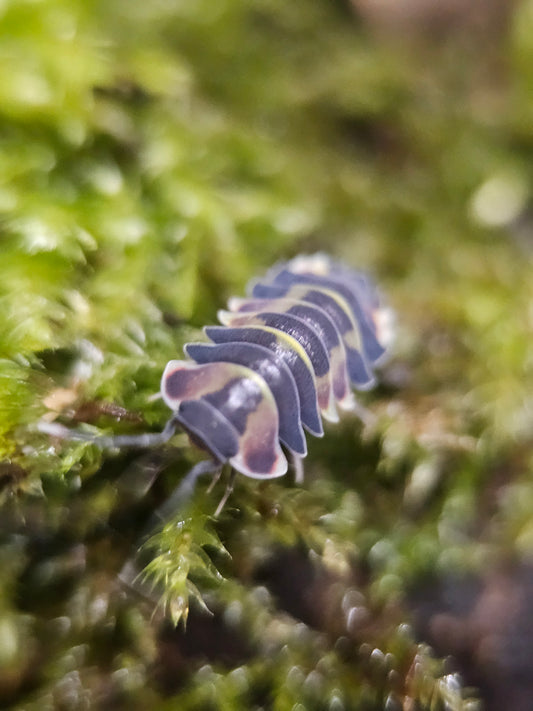 Ardentiella purple pastel