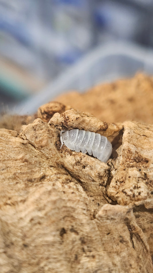 Armadillidium granulatum white pearl