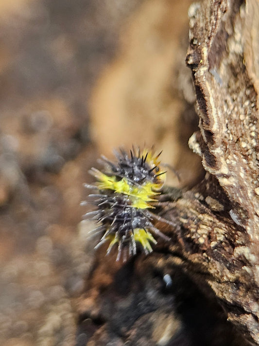 Laureola Lemon spikey
