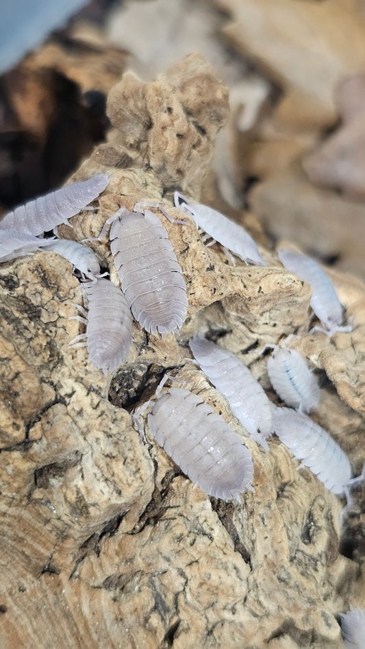 Porcellio Baeticensis Violet